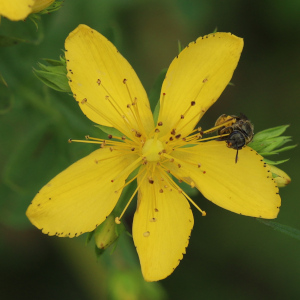 Hypericum perforatum