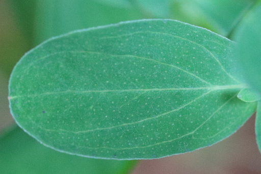 Hypericum perforatum - leaves