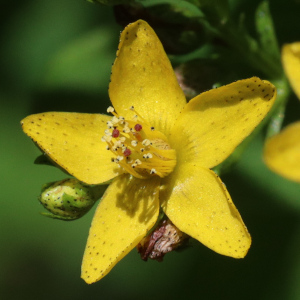 Hypericum punctatum