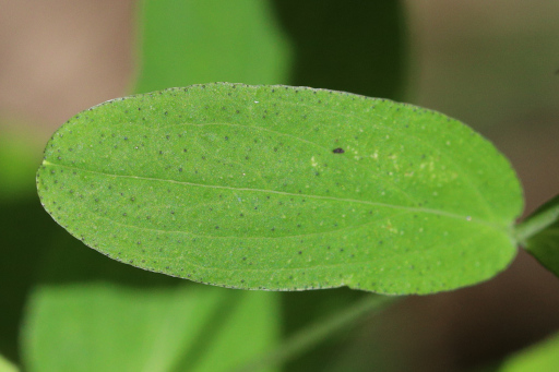 Hypericum punctatum - leaves