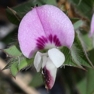Kummerowia stipulacea