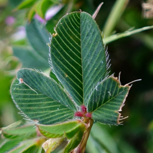 Kummerowia stipulacea - leaves