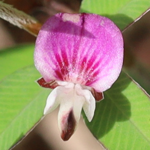 Kummerowia striata