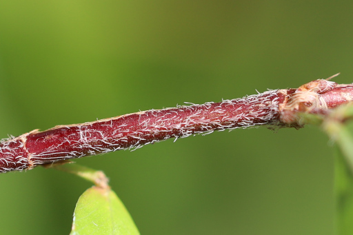 Kummerowia striata - hairs