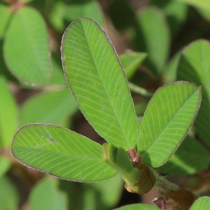 Kummerowia striata - leaves