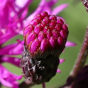Vernonia gigantea