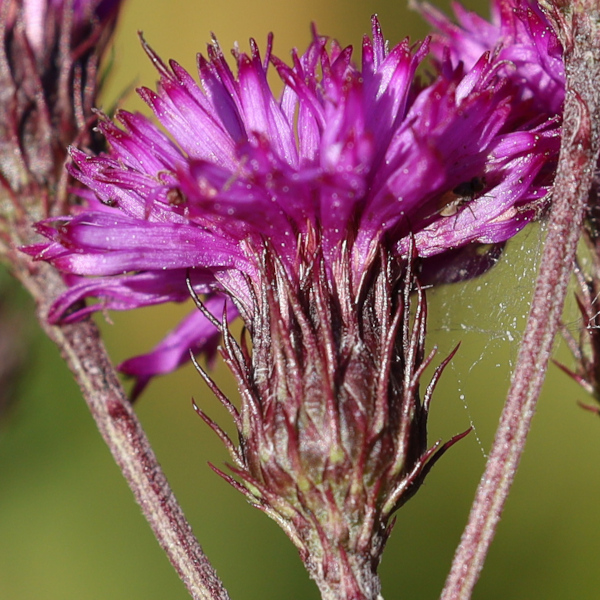 Vernonia noveboracensis