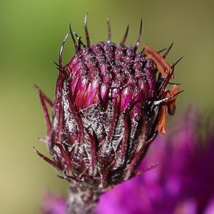 Vernonia noveboracensis