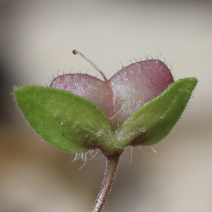 Veronica persica - seed capsule