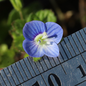 Veronica persica - size