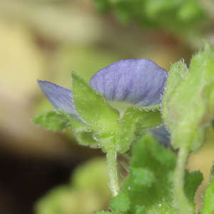 Veronica polita - calyx lobes