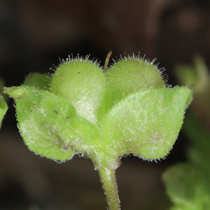Veronica polita - seed capsule