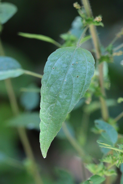 Acalypha virginica - leaves