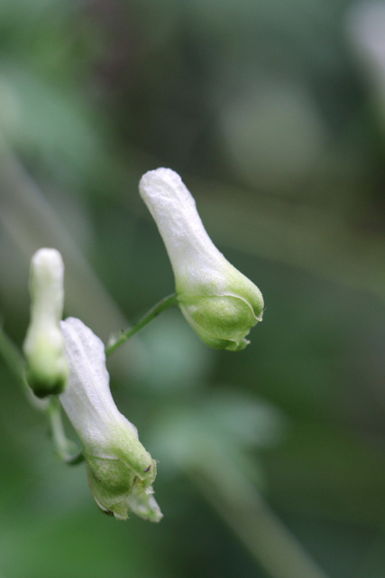 Aconitum reclinatum