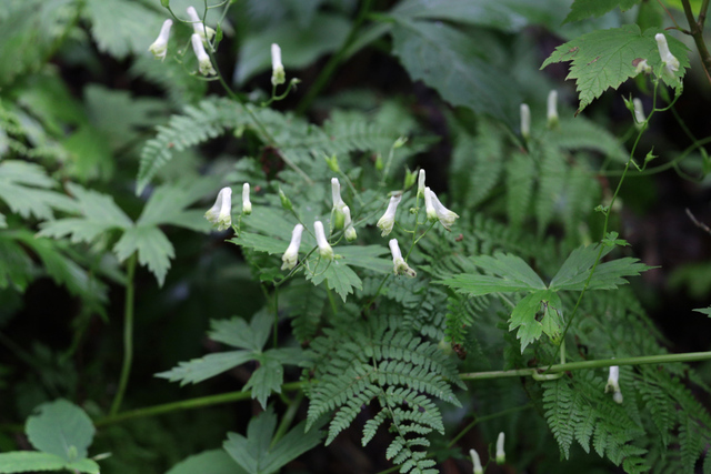 Aconitum reclinatum - plant