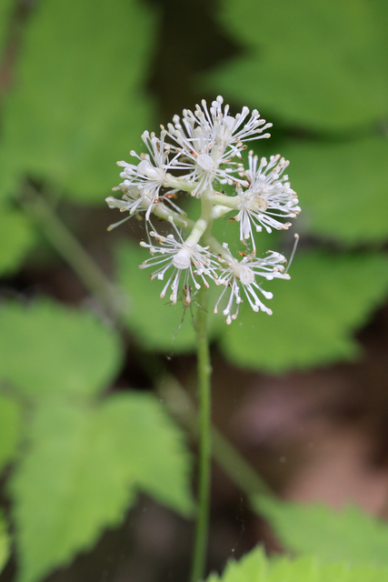 Actaea pachypoda