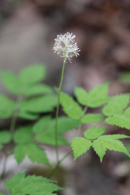 Actaea pachypoda