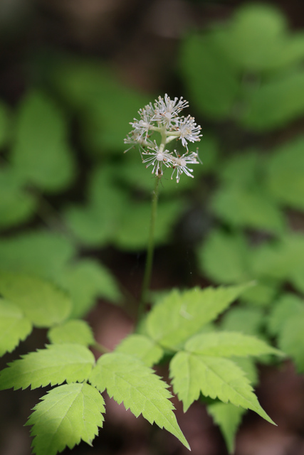 Actaea pachypoda