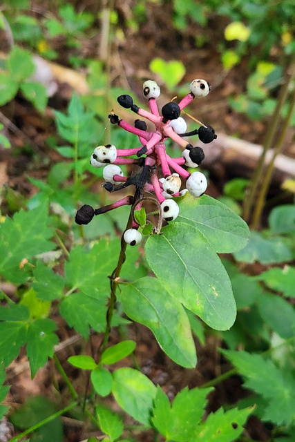 Actaea pachypoda - fruit