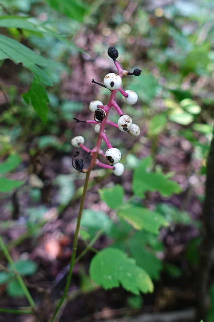 Actaea pachypoda - fruit
