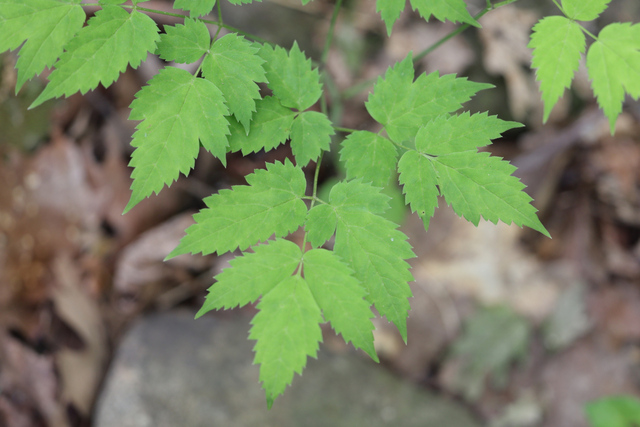 Actaea pachypoda - leaves