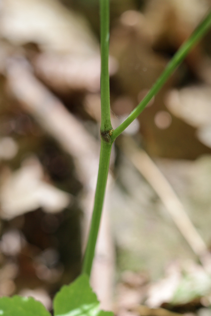 Actaea pachypoda - stem