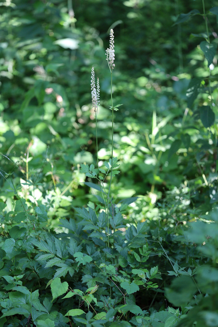 Actaea racemosa - plant