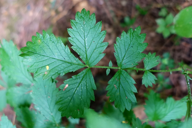 Agrimonia rostellata - leaves