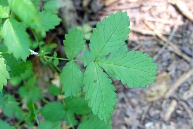 Agrimonia rostellata - leaves
