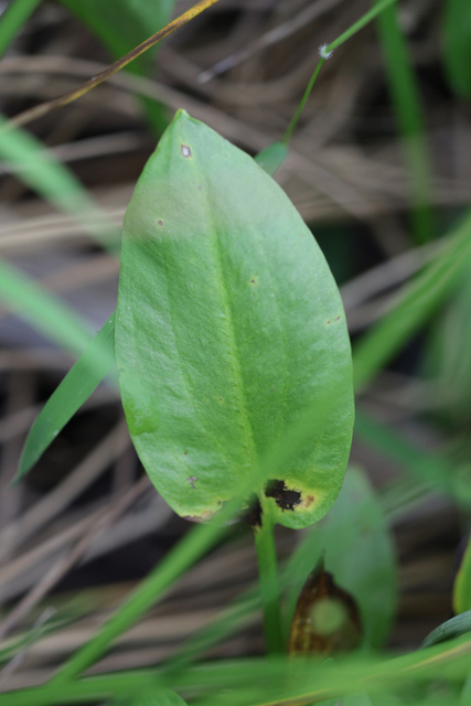Alisma subcordatum - leaves