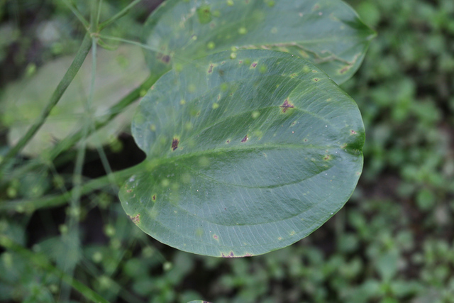 Alisma subcordatum - leaves