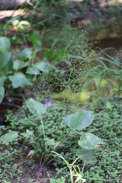 Alisma subcordatum - plant