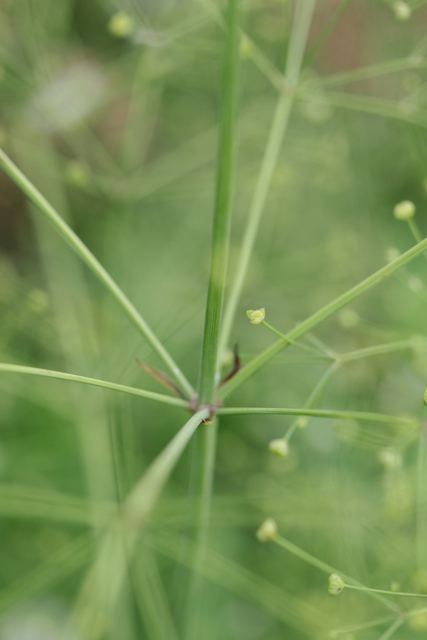 Alisma subcordatum - stem