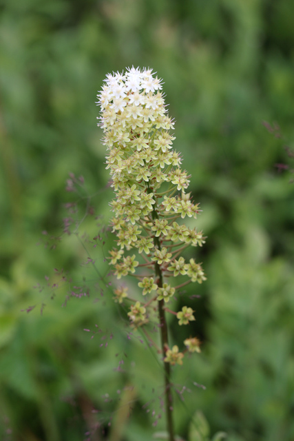 Amianthium muscitoxicum