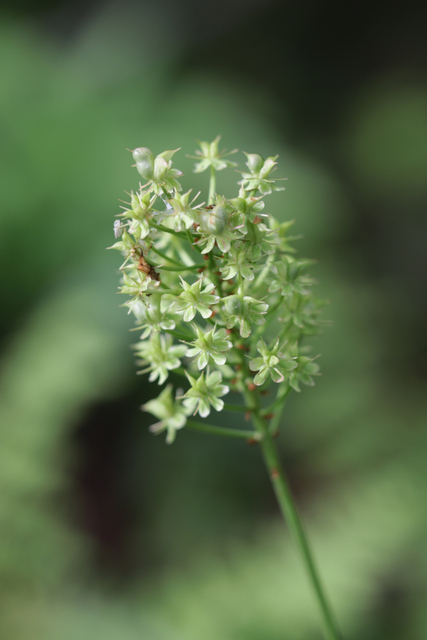 Amianthium muscitoxicum