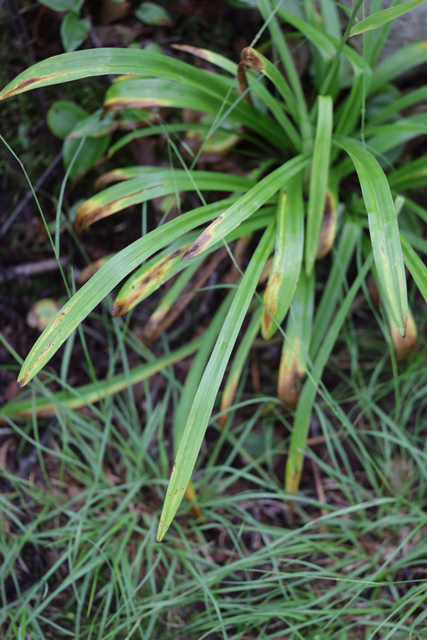 Amianthium muscitoxicum - leaves
