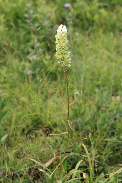 Amianthium muscitoxicum - plant