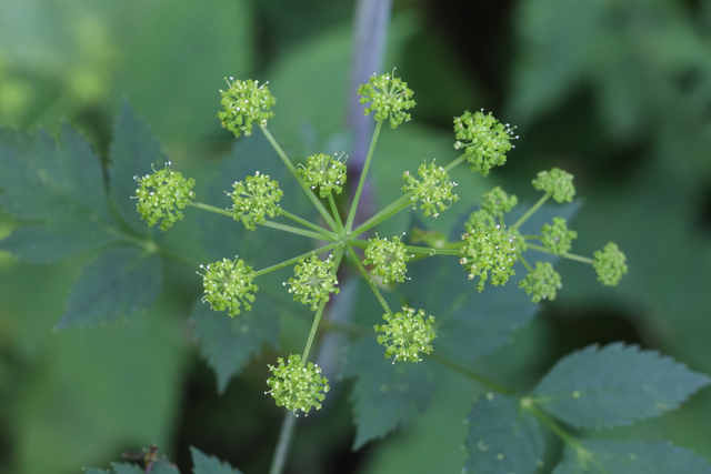 Angelica triquinata