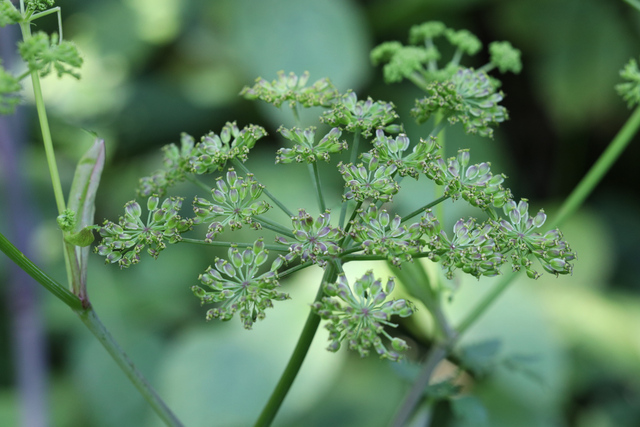 Angelica triquinata