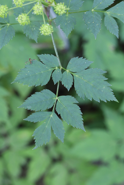 Angelica triquinata - leaves