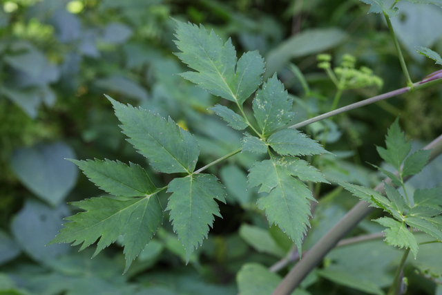 Angelica triquinata - leaves