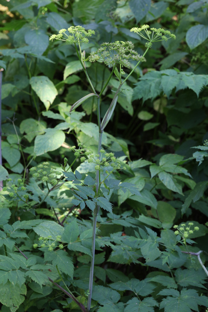 Angelica triquinata - plant