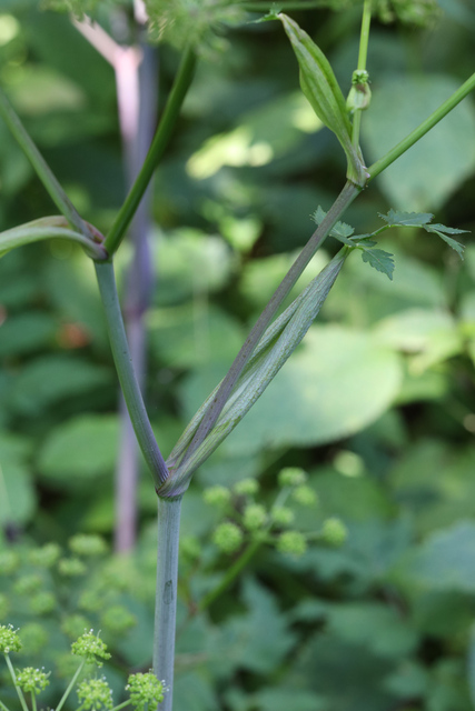Angelica triquinata - stem