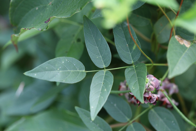 Apios americana - leaves