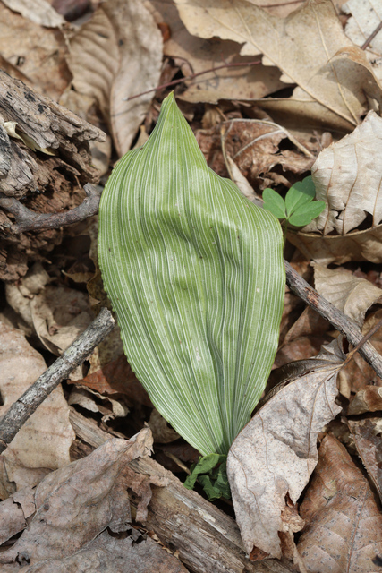 Aplectrum hyemale - leaves