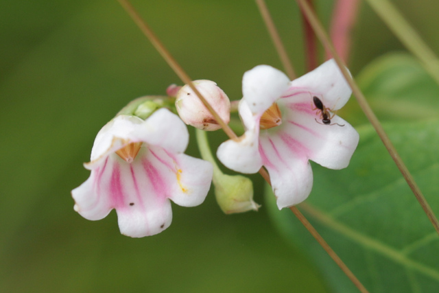 Apocynum androsaemifolium