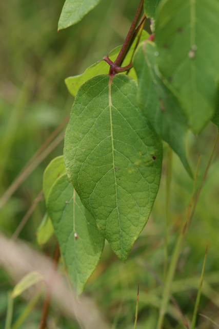 Apocynum androsaemifolium - leaves