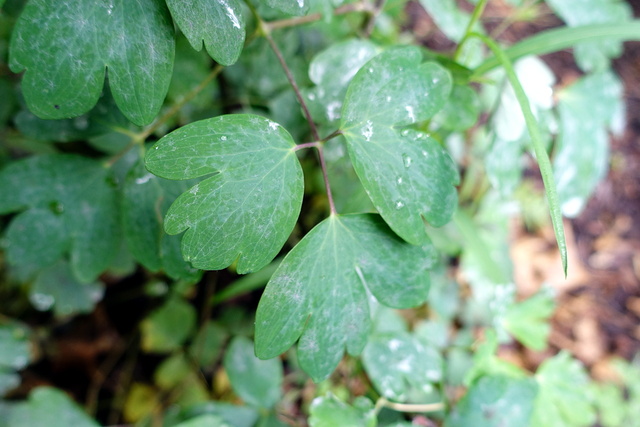 Aquilegia canadensis - leaves