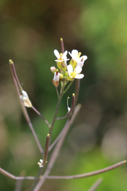 Arabidopsis thaliana