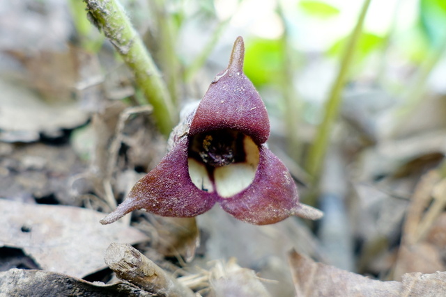 Asarum canadense